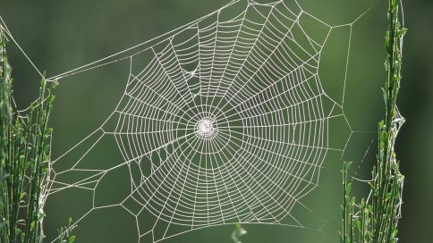 spider-web-hd-1