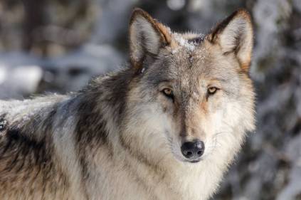 wolf-yellowstone-aspen.jpg.860x0_q70_crop-scale