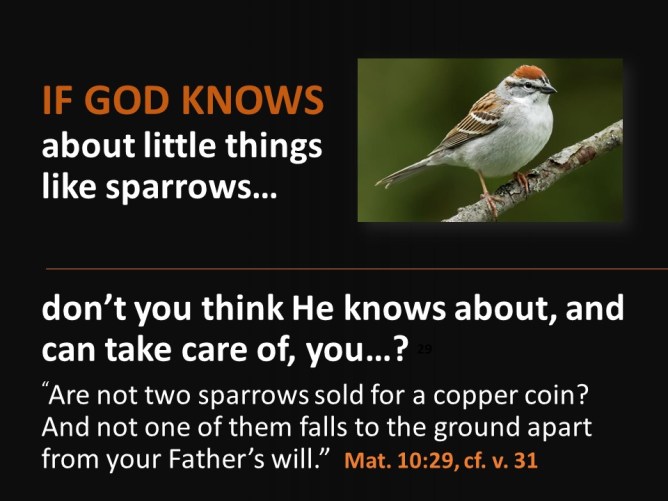 sparrows3